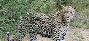 Leopard Kruger National Park ch
