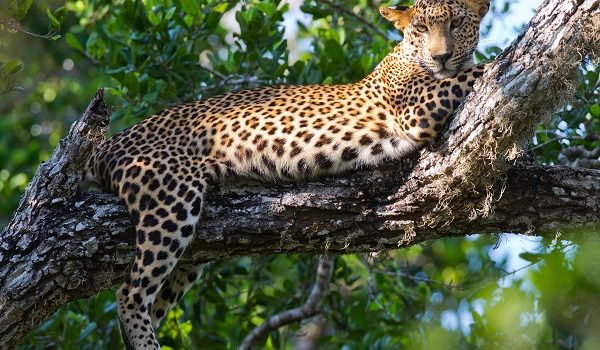 4 Days in Kruger National Park