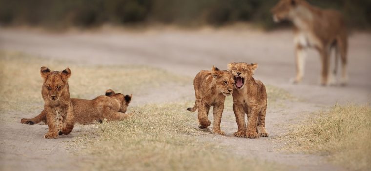 Lion Pride Kruger National Park