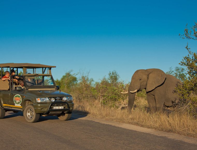 Kruger National Park Safari
