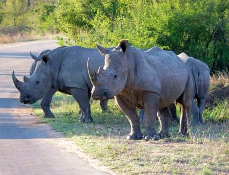 Black Rhino Kruger National Park