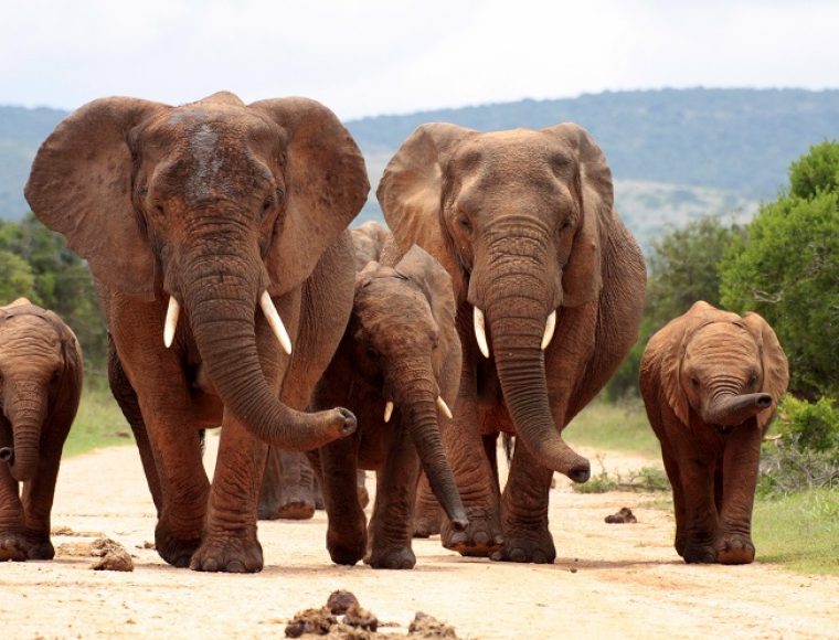 Elephant Herd Kruger National Park