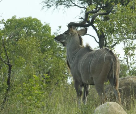 Kruger National Park Day Safari from White River