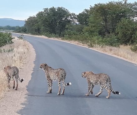 Kruger National Park Family Package from Johannesburg