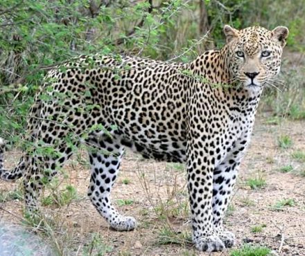 Kruger National Park Honeymoon Package from Cape Town